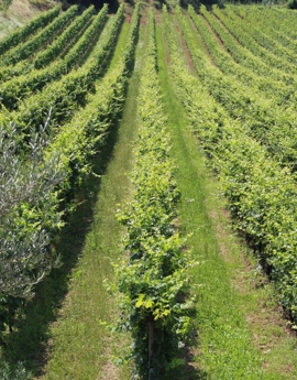 Our vineyards in the Valpolicella Classica